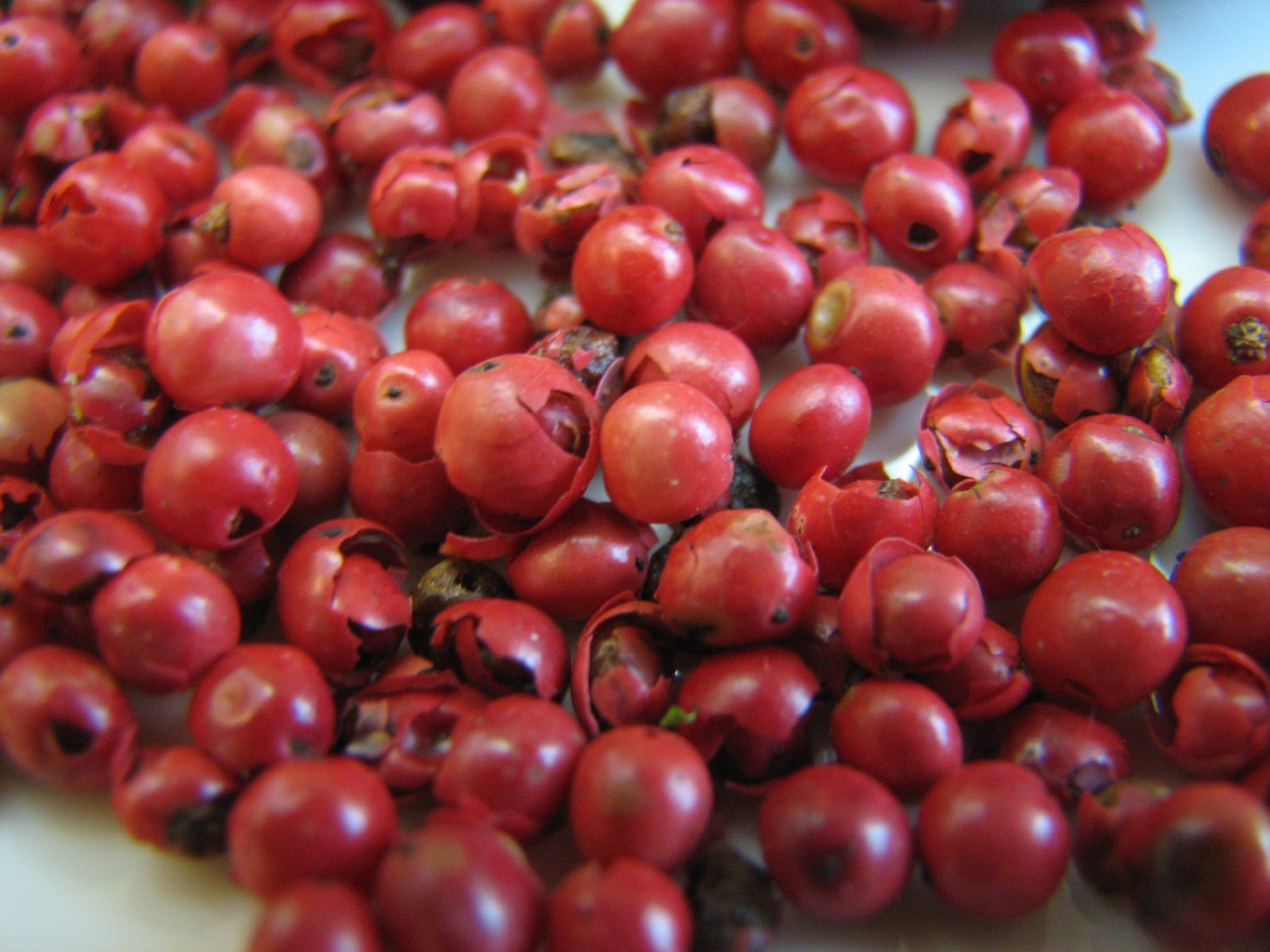 Pink_fruto-aroeira-pimenta-rosa-schinus-terebinthifolia-2592x1944