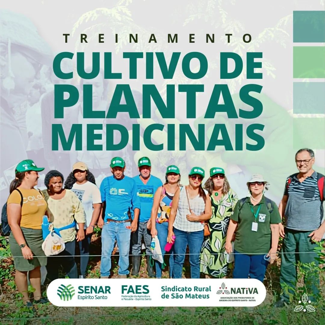 aroeira-pimenta-rosa-schinus-terebinthifolia-land-treinamento